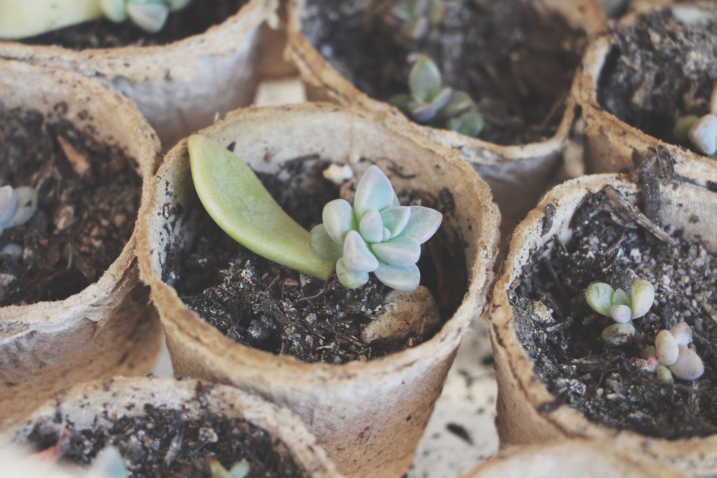 baby succulent plant propagating succulents via needles + leaves